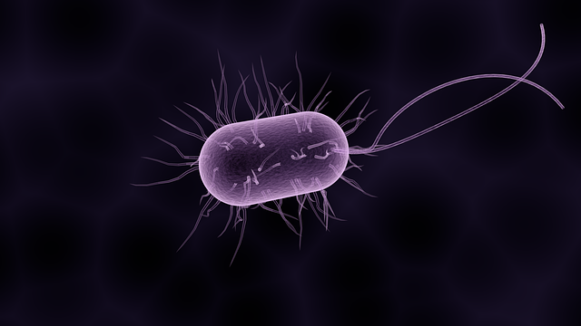 Bactérie composant le microbiote intestinal.